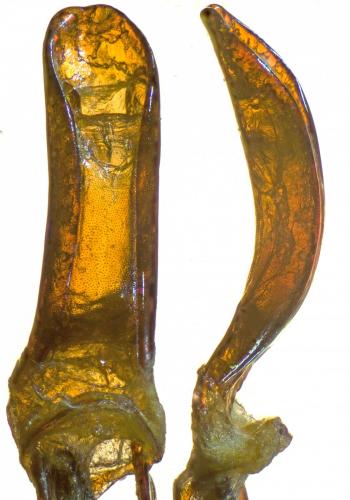 Réf. 252 826 : Otiorhynchus armadillo